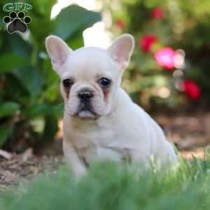Charlotte, French Bulldog Puppy